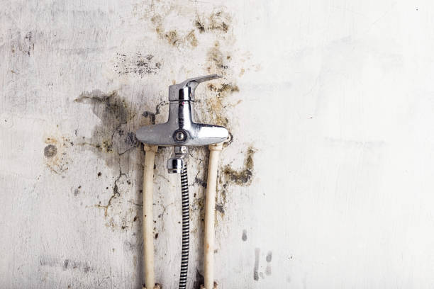 Best Commercial Mold Removal  in Lake Waynoka, OH