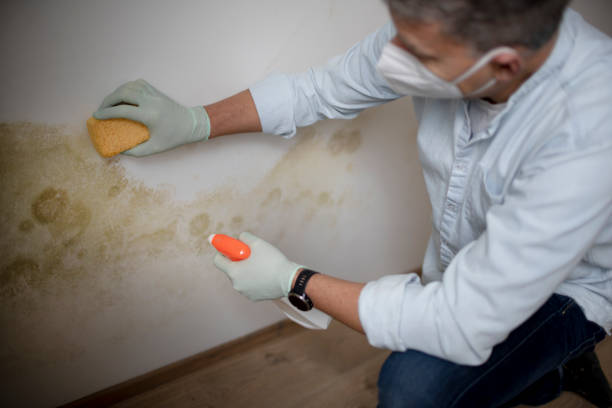 Best Residential Mold Removal  in Lake Waynoka, OH