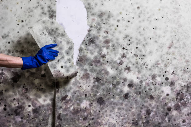 Reliable Lake Waynoka, OH Mold Removal Solutions